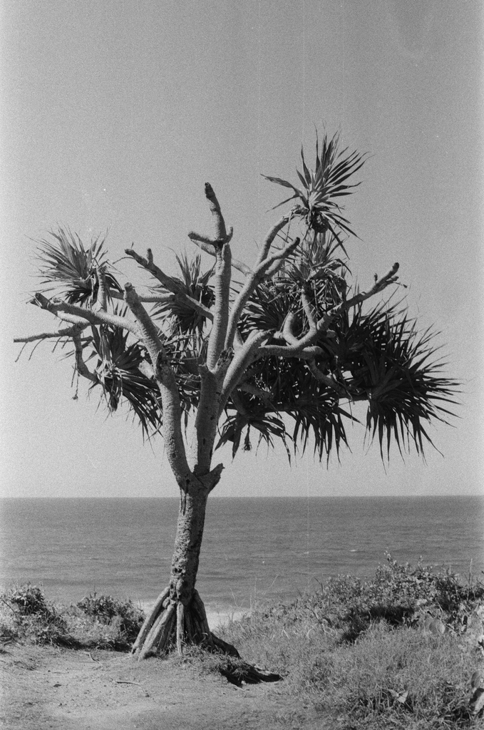 Pandanus