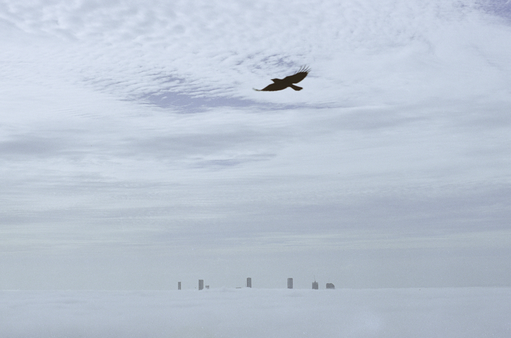Bird Over Clouds